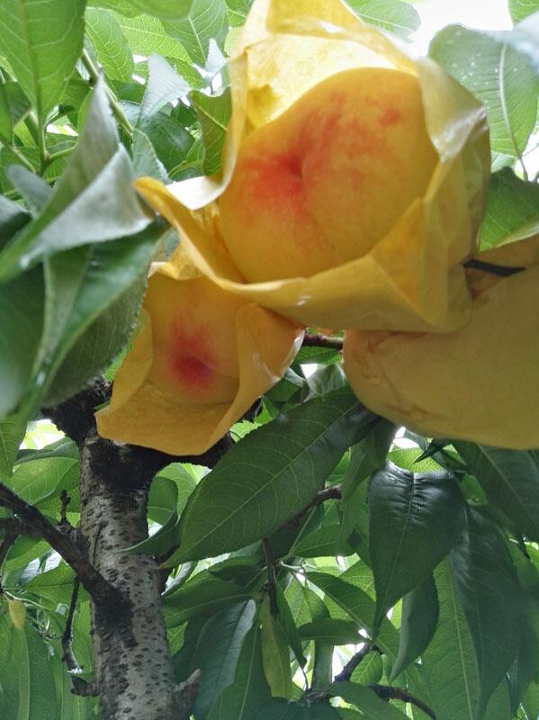 无锡阳山水蜜桃树苗在什么时候种最好